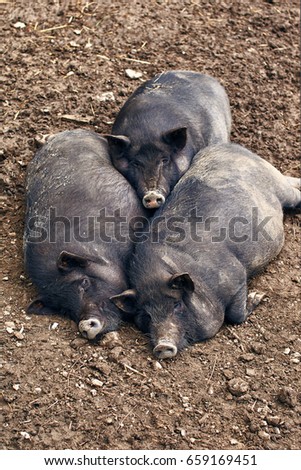 Fat pigs relaxing on the farm