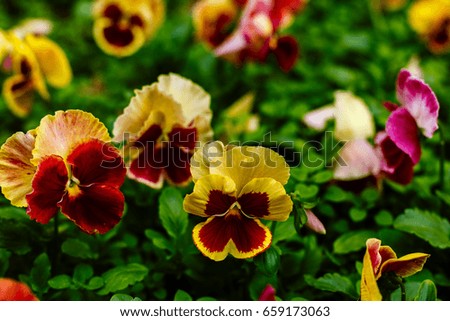Beautiful pansy flowers. Spring flowers (garden pansies) on a sunny day in green background.