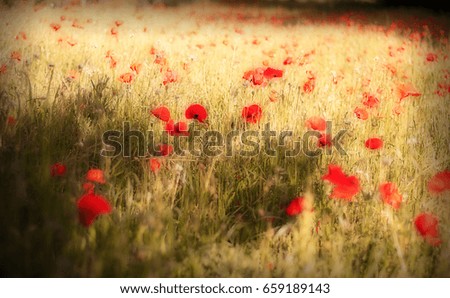 Italy June 2017 -  Poppy field and blond grain