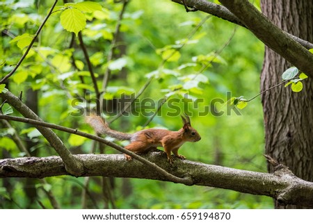 The squirrel runs along the branch