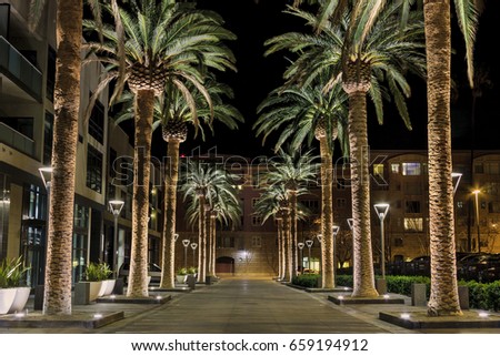 This is an image of a row of palm trees located in the heart of San Jose's downtown district. The scene is a well-lighted set of palm tree situated along a pedestrian walkway.