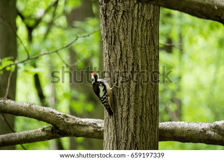 Woodpecker caught on the tree trunk