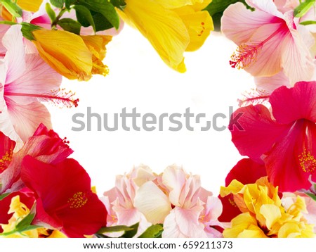 tropical flowers - close up frame of fresh multicilored hibiscus flowers isolated on white background