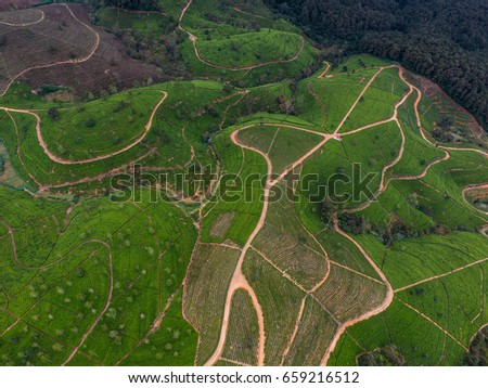 Aerial view of Tea plantation in India