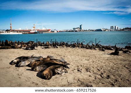 Reserve of sea lions in the port of Mar del Plata, Argentina