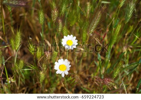 Ox-eye daisy,  oxeye daisy, Leucanthemum vulgare
 - The plant from the Danube Delta, Tulcea, Romania