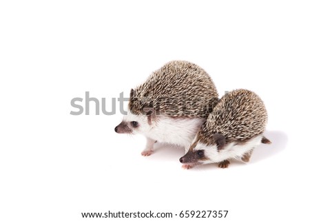 Two hedgehogs on an isolated white background