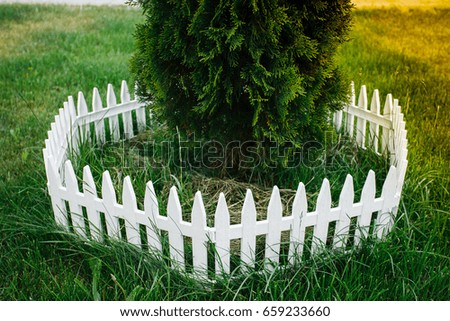 A small Christmas tree planted on a lawn and fenced with a white fence. Photography for gardeners. Garden. Garden, vegetation.
