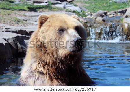 Grizzly Bear in water