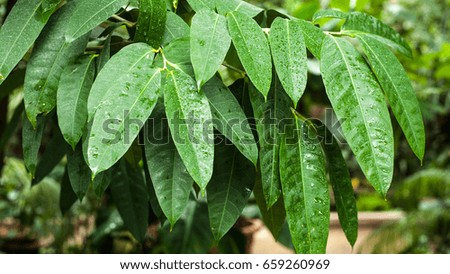 Wet tropical leaves close up image