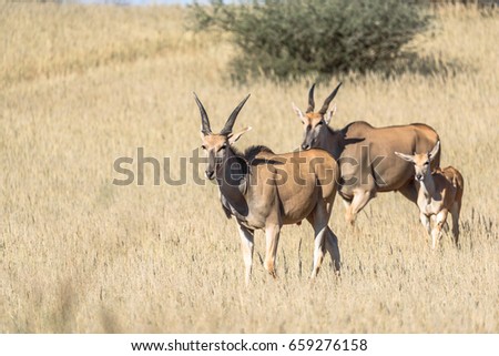 Common Eland antelope family walking on meadow, Kalahari Desert, Namibia