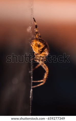 Spider. Brown spider sitting on a web 
