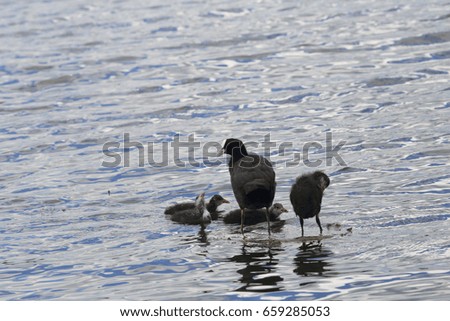 Coot-mom with her family