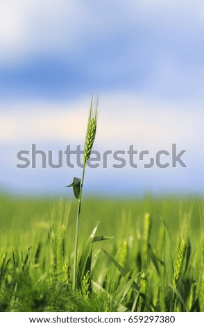 young green ripening spikelets with grains on the background of blue sky