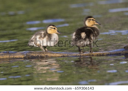 Mallard ducklings in spring