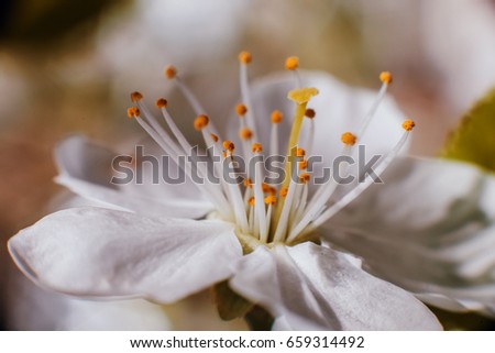 Spring blossom tree with blurred background.