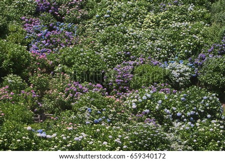 Slope covered with colorful hydrangea