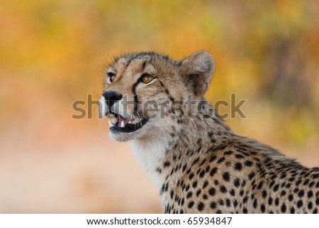 A close up of a young cheetah