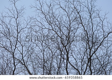 Tree branches silhouette against the blue sky