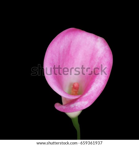 Pink cala lilly against square black background for color contrast.