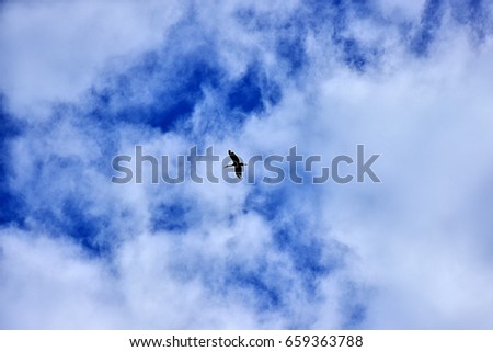 Black silhouette of a bird flying in the sky amidst a white cloud.
