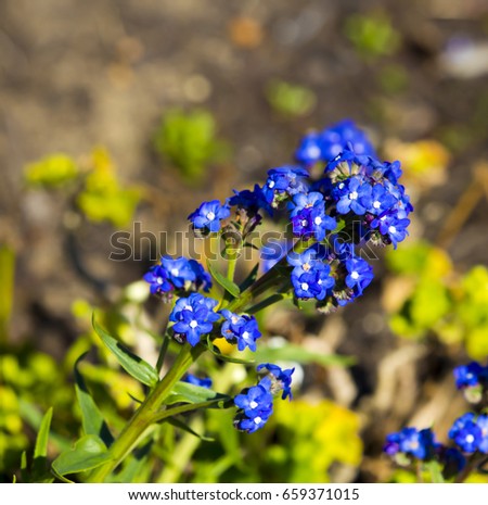 Stunning  sky blue flowers of Myosotis a genus of flowering plants in the family Boraginaceae Forget-Me-Nots blooming in late winter are a beautiful colorful  addition to the garden landscape.
