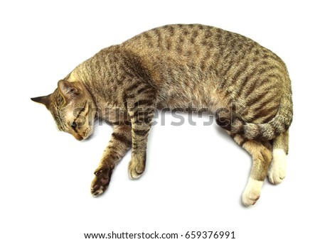A Sleeping Cat Isolated on a White Background,sleeping cat,Beautiful cat
