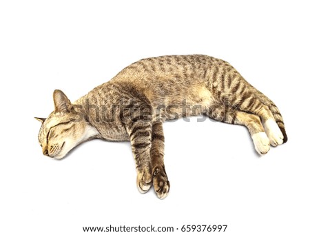 A Sleeping Cat Isolated on a White Background,sleeping cat,Beautiful cat