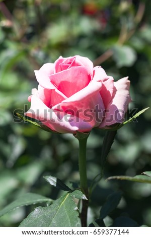 Beautiful pink rose flowers blooming  in the garden at sunny summer or spring day,Nagano,Japan
