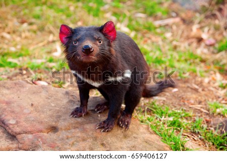 Tasmanian Devil, Australia Royalty-Free Stock Photo #659406127