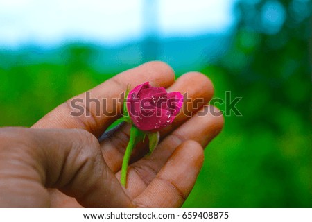 red rose on hand