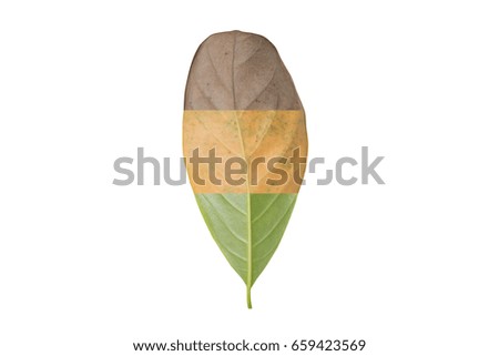 Creative layout of dry leaves.