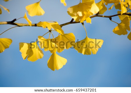 Detail of the yellow leaves of a Ginkgo