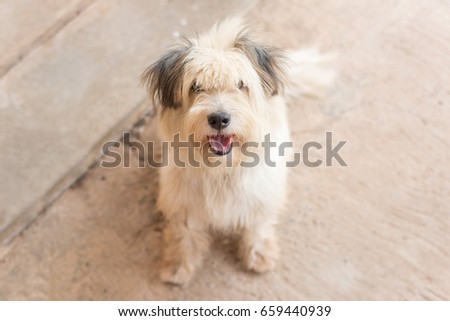 Cute dog sit on the cement floor