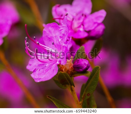 Closeup Rhododendron dauricum flowers. Spring blossoming in Altai