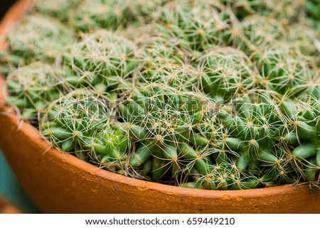 cactus background texture