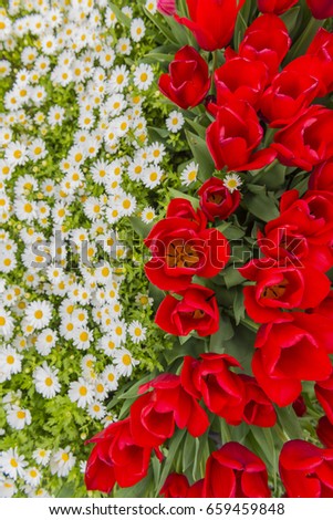 Red Tulips with Daisies