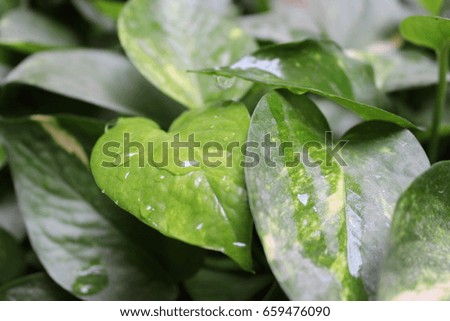 Green plant with water drops  Royalty-Free Stock Photo #659476090