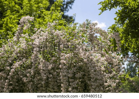 Small tree full of flowers with white petals
