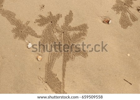 Pattern developed of small crabs holes on beach sand, house of crab.