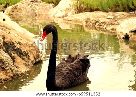 black swan in lake