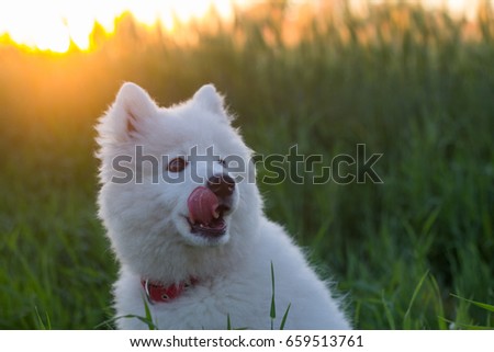 picture of three month white husky puppy in the green fields during sunset