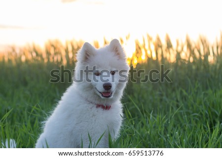 picture of three month white husky puppy in the green fields during sunset