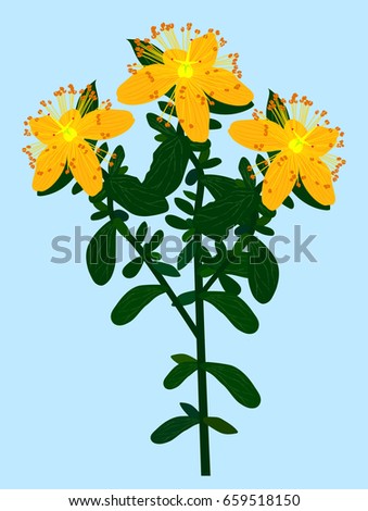 Vector flat illustration of tutsan flower on sky blue background. Element for design. Royalty-Free Stock Photo #659518150