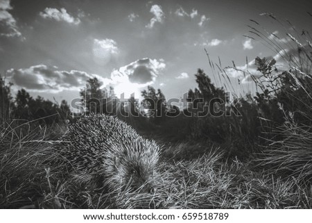 The hedgehog runs along the green path