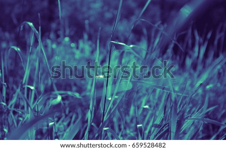 Colorful mystic grass with macro view on the evening light. Natural backdrop with meadow grass, close up.