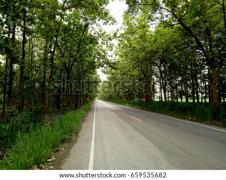 empty country road with trees