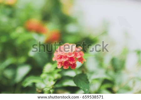Abstract blurry image of colorful blossom flowers during summer season in the garden for blurry flowers bouquet nature background