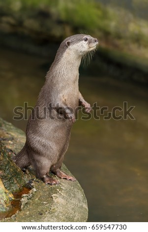 Oriental small clawed otter stand up and look at something attentively.