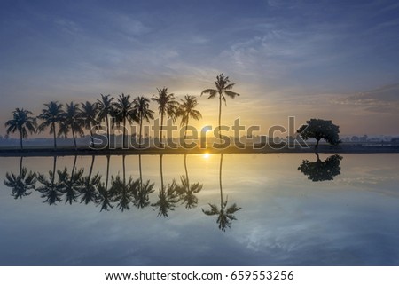 Perfect reflection of coconut tree
